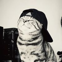 k_wee8