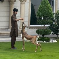 mianraees_