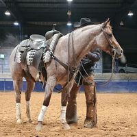 wh_performancehorses