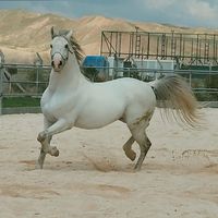 sharazur.horse