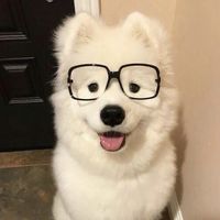 mewwiwi1