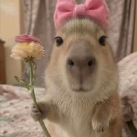 capybara_sincera