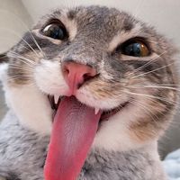 .anitlv