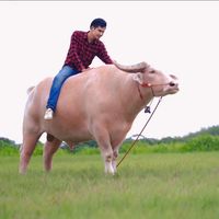 buffalover