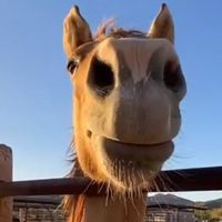 sodo_the_horse