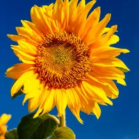 original sound - flowerflower385