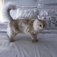 قرفص عشان مخرطكش