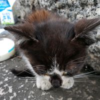 オリジナル楽曲 - 僕とお話しようよ