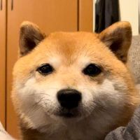 オリジナル楽曲 - クリ丸 ビスケのお出迎え
