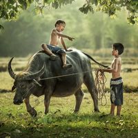 ដំរីថ្នមស្នេហ៍