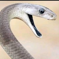 suara asli - Black mamba 🐍