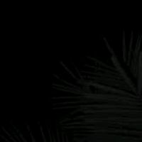 teamnegr027