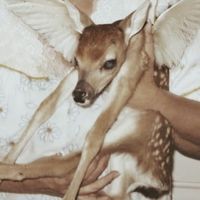 original sound - Nica