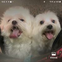 原聲 - Baby Angels モモ🍑パンパン🍞