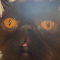 mietttaaaaa