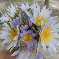 গলা নামাইয়া কথা ক