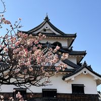 genpaku39
