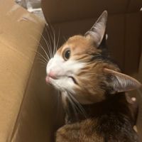 オリジナル楽曲 - エメマニ