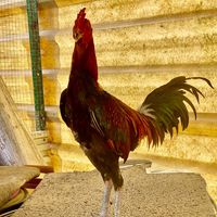 cockfighting_udomsap78