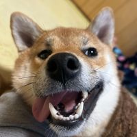 オリジナル楽曲 - 柴犬こんぶ