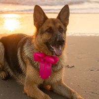 Poema minha pastora zoe