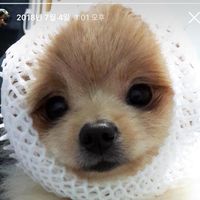 오리지널 사운드 - 토비