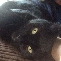 gangstercatsofficial