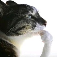 diegojp589
