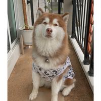 lukchub63