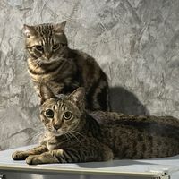 mangmimemo