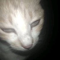 original sound - BIAK-O'B