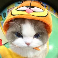 moji9981