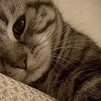 suara asli - Tang💫
