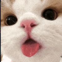 rf._rafael_and_anji_gach