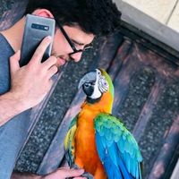 nashat_tomazy