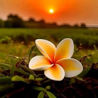 lily257883