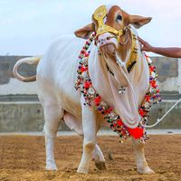 beautifulbulls1