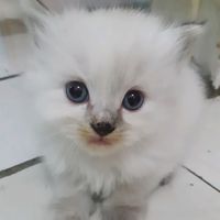suara asli - Muhammad Al fattih