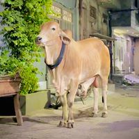 qurbani_2026eid