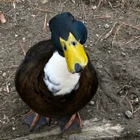 FULL READY CEK YT DINAR FVNKY