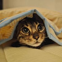 bengal._.bana
