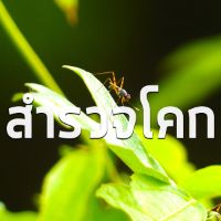 เสียงต้นฉบับ - สารคดีสํารวจโคก