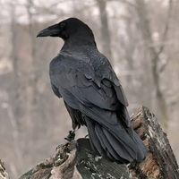 เสียงต้นฉบับ - องค์กรไม่แสวงหาผลกําไร