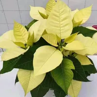 original sound - surya09051