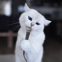 เสียงต้นฉบับ - 🐈‍⬛ ⸝⸝ᄐᄇ