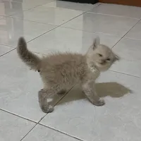 original sound - bobopaye