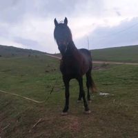 orijinal səs
