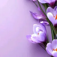 original sound - hsulay533