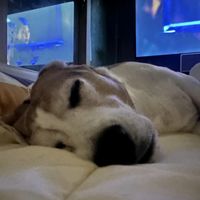 오리지널 사운드 - poop