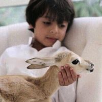 الصوت الأصلي